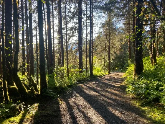 Forest trail at sunrise